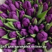 Тюльпаны свежие оптом к 8 марта